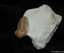 Beautifully Preserved Pliomera Trilobite #473-4